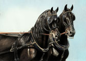 Carriage Driving, Equine Art - Pair of Friesians